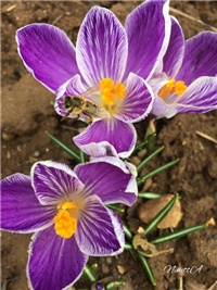 d65256ba-20170302 RI Pčelica.jpg